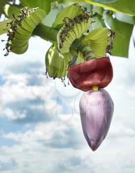 Banana Blossom Against A Sky