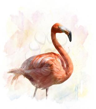 Watercolor Digital Painting Of Flamingo