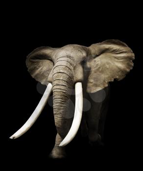 African Elephant On Black Background