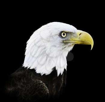 Portrait Of Bald Eagle On Black Background
