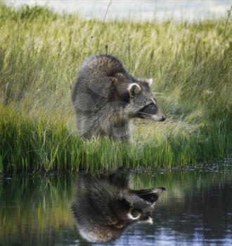Raccoon  On Grassy Bank With Reflection
