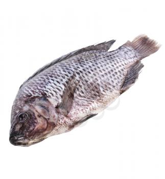 Raw Fish Isolated On White Background