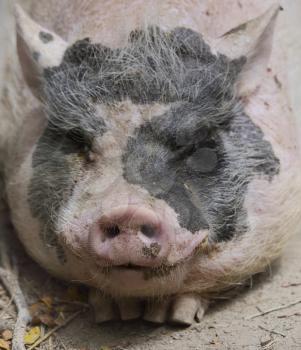 Black And Pink Pig Resting On The Ground 