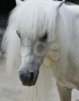 White Pony Portrait , Close Up