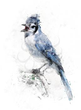 Watercolor Digital Painting Of Blue Jay Bird