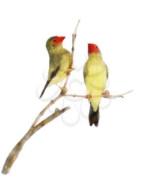 Digital Painting Of Star Finch Birds