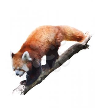 Digital Painting Of Red Panda