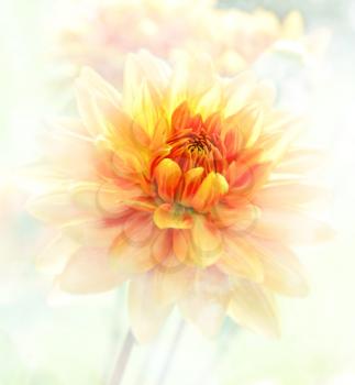 Digital Painting Of Dahlia Flowers.Soft Focus