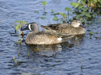 Pair Of Blue-Winged Teal Ducks