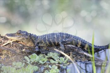 Young Alligator Resting On A Log