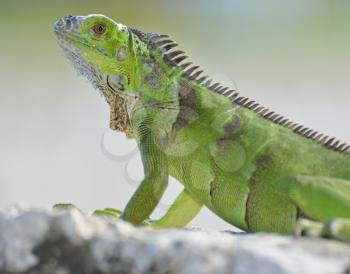 Green Iguana Basking On The Stone Wall