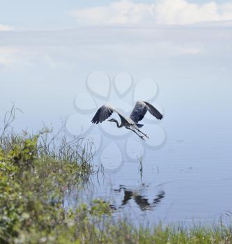 Great Blue Heron In Florida Wetlands