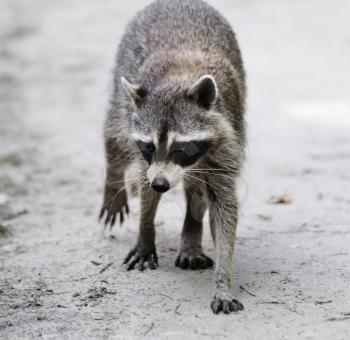Raccoon  Walking On A Dirt Road