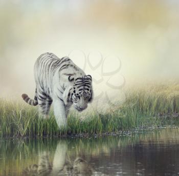 White Tiger Near A Pond