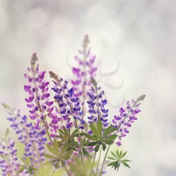 Pink And Purple Lupine Flowers Bloom