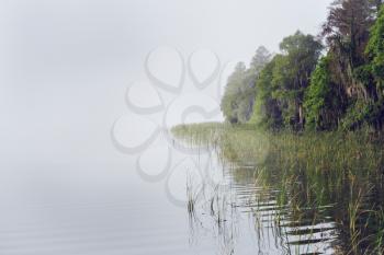 Foggy Morning at Florida Lake