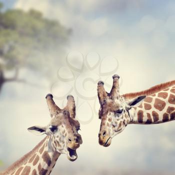 Picture of Two Adult Giraffes