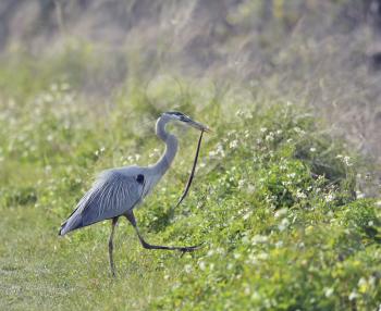  Great Blue Heron Catches a  Snake  in Florida Wetland