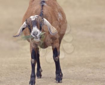 Brown Domestic Goat Eating a Plant