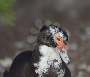 Portrait of a Muscovy Duck (Cairina moschata)