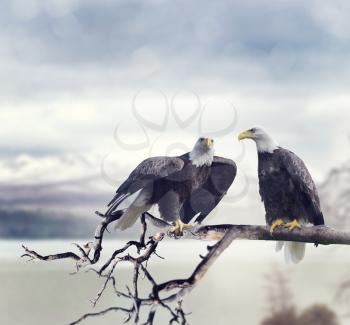 Two American Bald Eagles Perching 