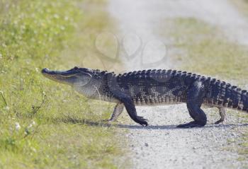 Florida Alligator Crossing the Road