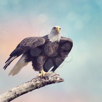 A Bald Eagle  Taking off