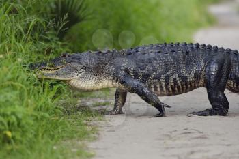 Large Florida Alligator on a Trail