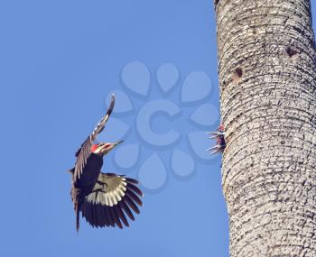 Male Pileated Woodpecker Feeding his Babies