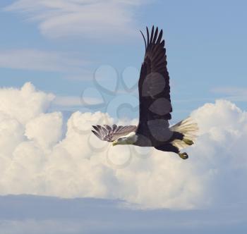 Bald Eagle in Flight against the Sky