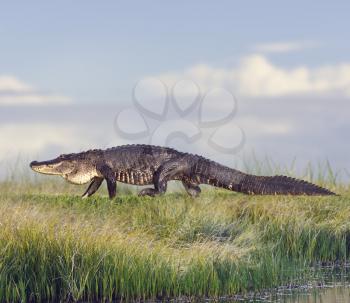 Large Florida Alligator in Wetlands