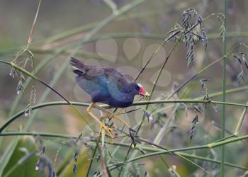 purple gallinule in Florida wetlands