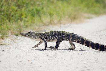 Young Alligator Crossing the Road