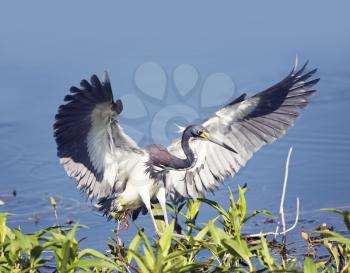 Tricolored Heron In Florida Wetlands