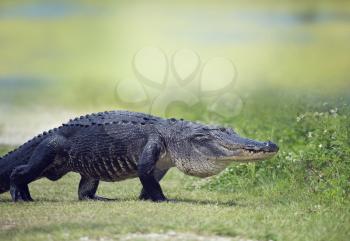 Wild American Alligator crossing a path