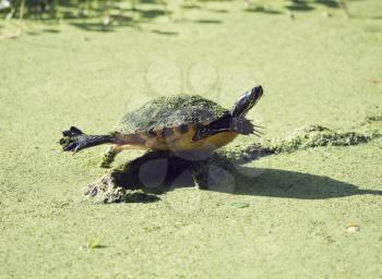 Florida Cooter on a log in Florida wetlands