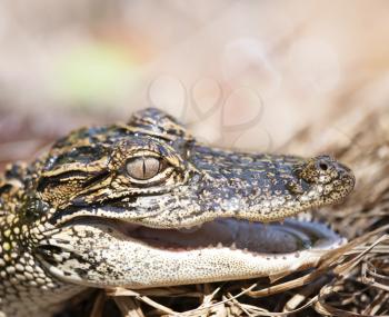 Young American Alligator , close up