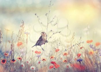 Field with wild flowers and a bird at sunset