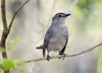 Gray Catbird Perching on a branch