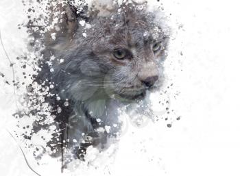 Digital Painting Of Canada Lynx 
