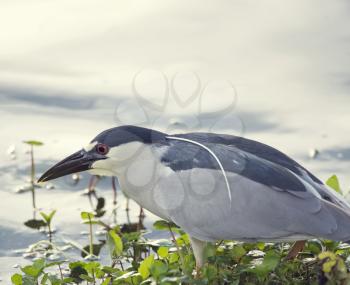 Black-crowned Night-Heron near a lake