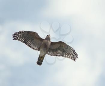 Red-Shouldered Hawk in flight
