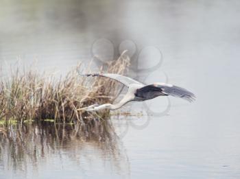 Great Blue Heron in flight 