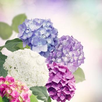 colorful hydrangea flowers in the garden