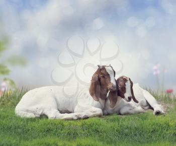 Two young Boer goats resting