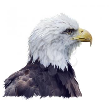 Portrait of Bald eagle isolated on white background