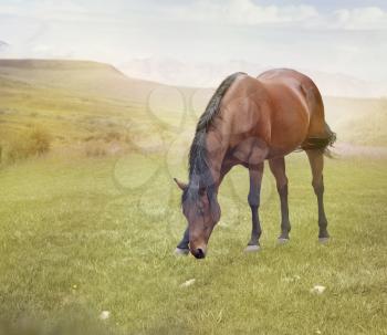 Brown  horse grazing in summer valley