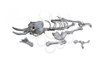 Digital Painting of  Elephant skeleton on white background