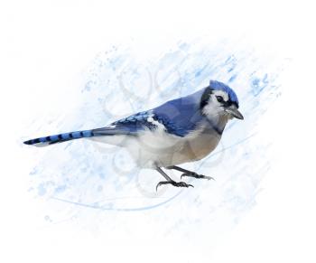 Digital Painting of Blue Jay