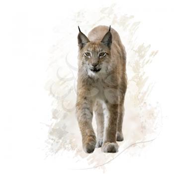 digital painting of lynx portrait